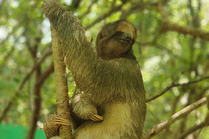 Monkeys and Sloths in Their Natural Habitat Roatan Eco Tour - Meeting and Pickup