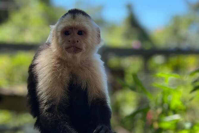 Monkeys and Sloths in Their Natural Habitat Roatan Eco Tour - Spotting Monkeys and Sloths