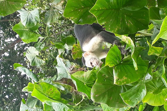 Monkeys Discovery - Exploring Gatun Lake