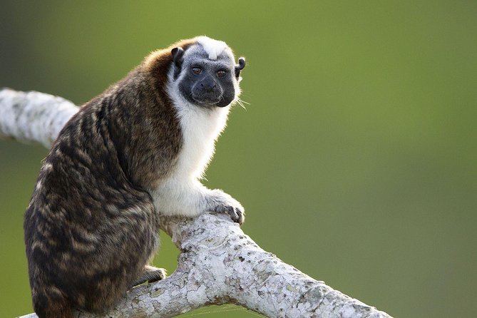 Monkeys Discovery - Pricing and Booking