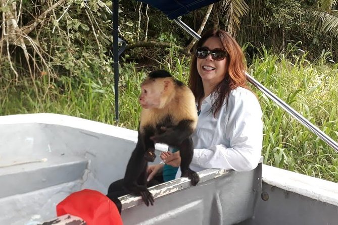 Monkeys Discovery - Spotting Wildlife