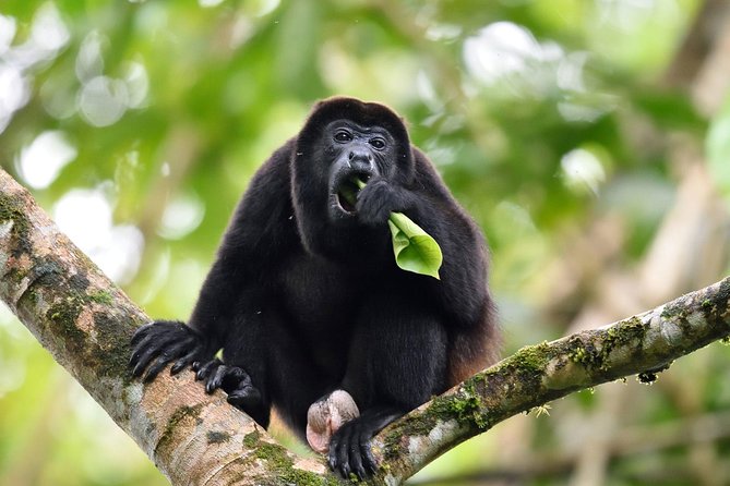 Monkeys Discovery - Soberania National Park