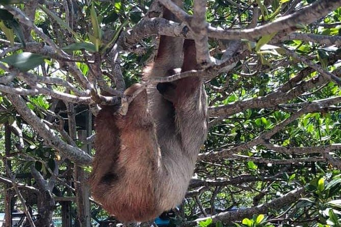 Monkeys & Sloth Hangout - Key Points