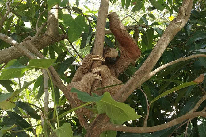 Monkeys & Sloth Hangout - Pricing and Booking