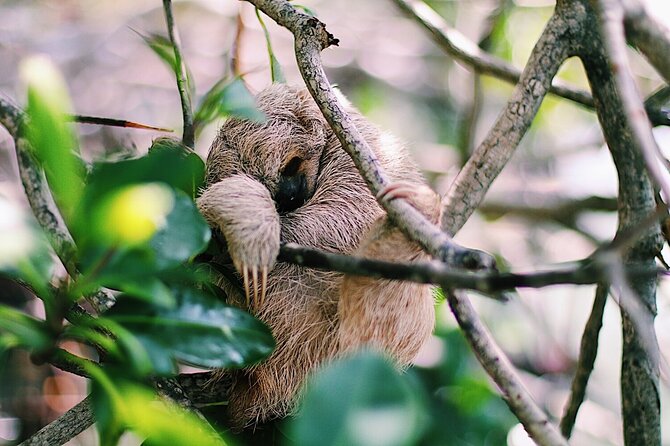 Monkeys & Sloth Hangout,Chocolate Factory,Rum Factory, Island Tour/Beach - Activities and Inclusions
