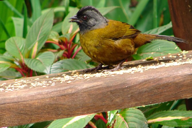 Mono Island and Panama Canal Trail Tour - Panama Canal Observation