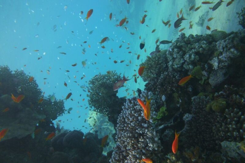 Monopoli: Discover Scuba Diving in the Apulian Riviera - Key Points