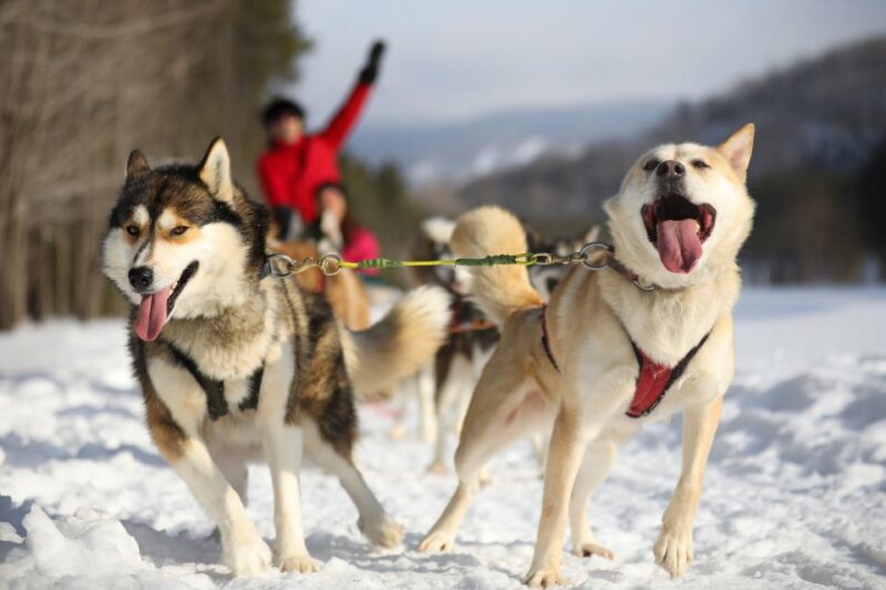 Mont-Tremblant: Dogsledding Experience - Key Points