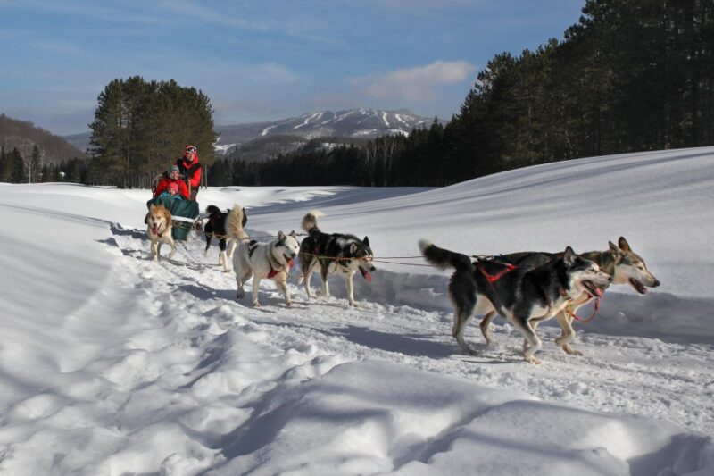 Mont-Tremblant: Dogsledding Experience - Customer Feedback