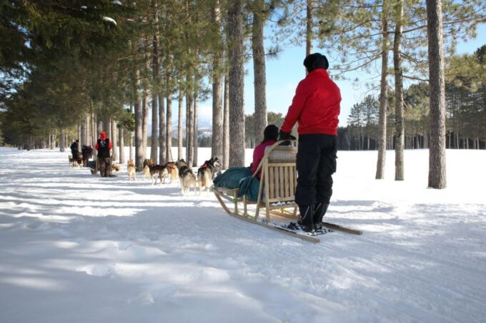 Mont-Tremblant: Dogsledding Experience - The Dogsledding Adventure