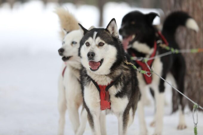 Mont-Tremblant: Dogsledding Experience - Frequently Asked Questions