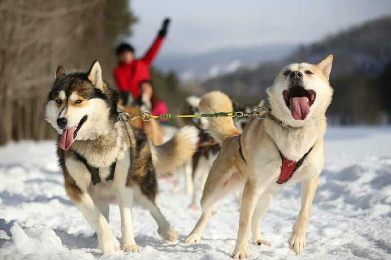 Mont-Tremblant: Guided Dogsledding Tour with Hot Chocolate - Analyzing Value and Cost