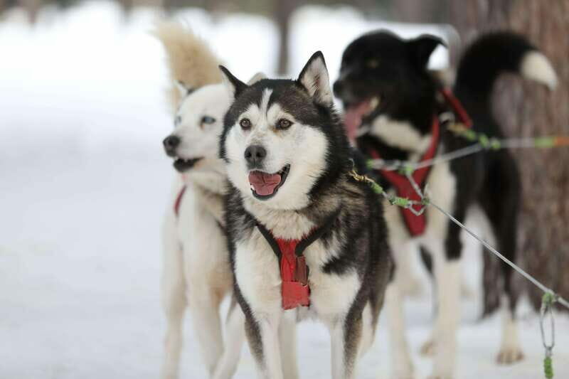Mont-Tremblant: Guided Dogsledding Tour with Hot Chocolate - Practical Tips for Your Dogsledding Adventure