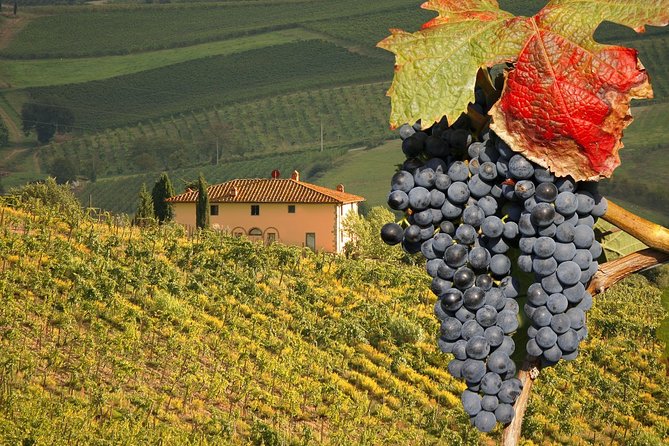Montalcino and Pienza Tuscany Wine&Cheese Shoreexcursion From Civitavecchia Port - Lunch Included
