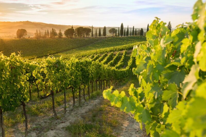 Montalcino: Brunello Wine Tasting Experience - Scenic Views and Vineyard Walks