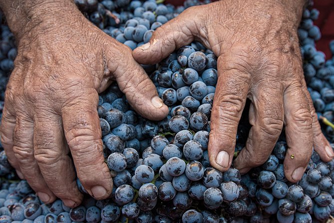 Montalcino: Brunello Wine Tasting Experience - Guest Feedback and Recommendations
