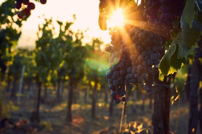 Montalcino: Brunello Wine Tasting & Lunch in a Tuscan Castle - Tuscan Castle Tasting Experience