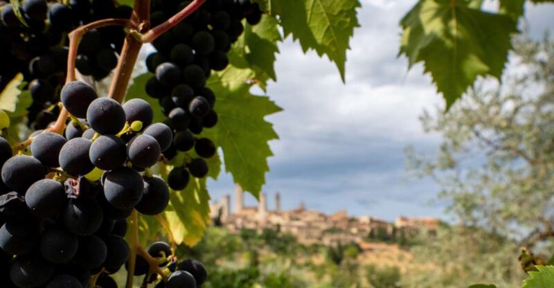 Montalcino: Historic Winery Tour With Two Wine Tastings - Booking Information