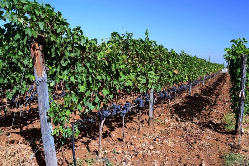 Montalcino: Small-Group Brunello Wine Tour From Florence - Inclusions and Exclusions