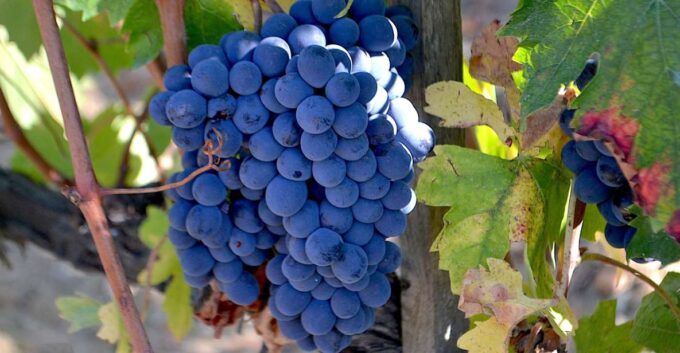 Montalcino: Small-Group Brunello Wine Tour From Florence - Traditional Italian Lunch