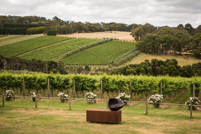 Montalto Vineyard: Mornington Peninsula Discovery Wine Tasting and Lunch - Key Points