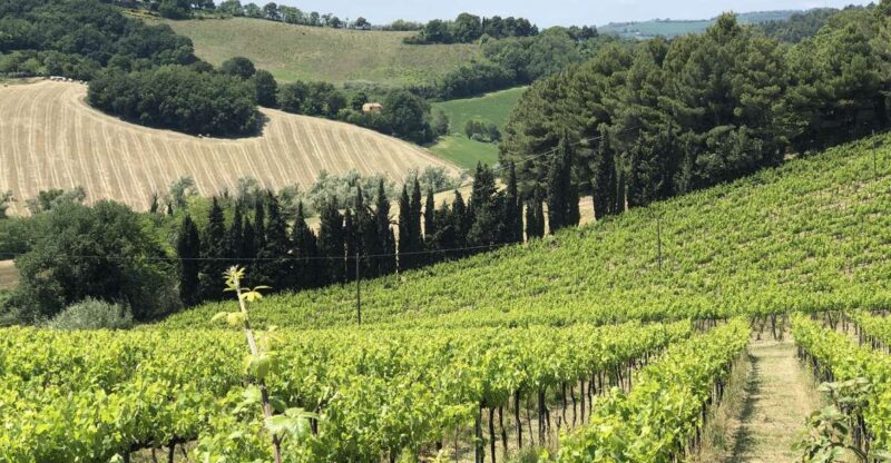 Monte San Bartolo: E-Bike Rental With Picnic Basket - Included Amenities