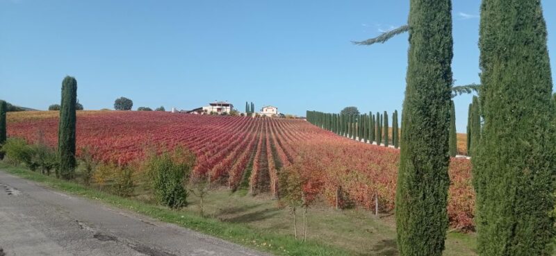 Montefalco and Bevagna Wine Tasting Full-Day Tour - Key Points