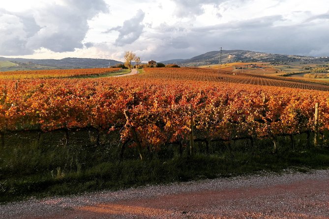 Montefalco: Historic Cellar and Vineyard Tour With Wine Tasting - Meeting and Pickup