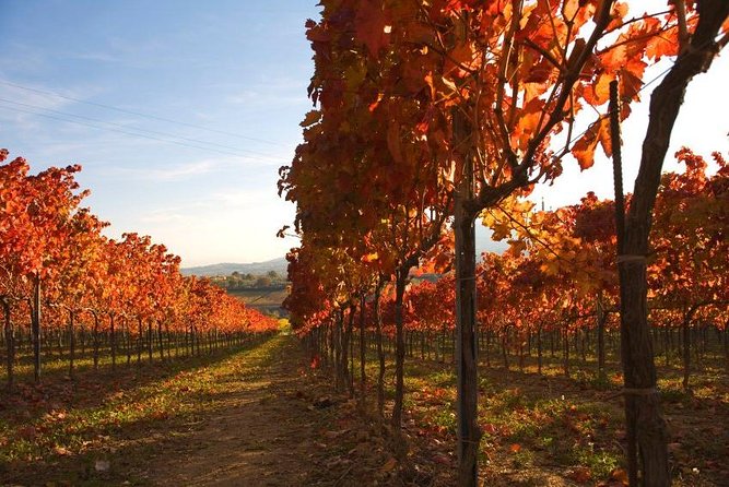 Montefalco: Winery and Oil Mill Tour in With Light Lunch - Cancellation Policy