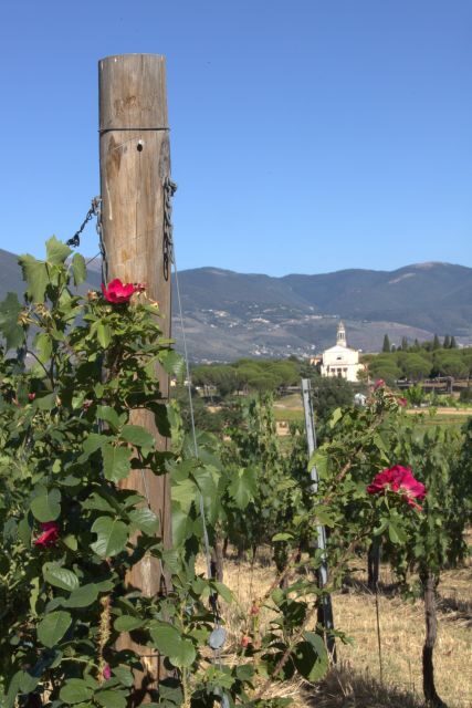 Montefalco: Winery and Vineyard Tour and Private Tasting - Overview of the Montefalco Winery Tour