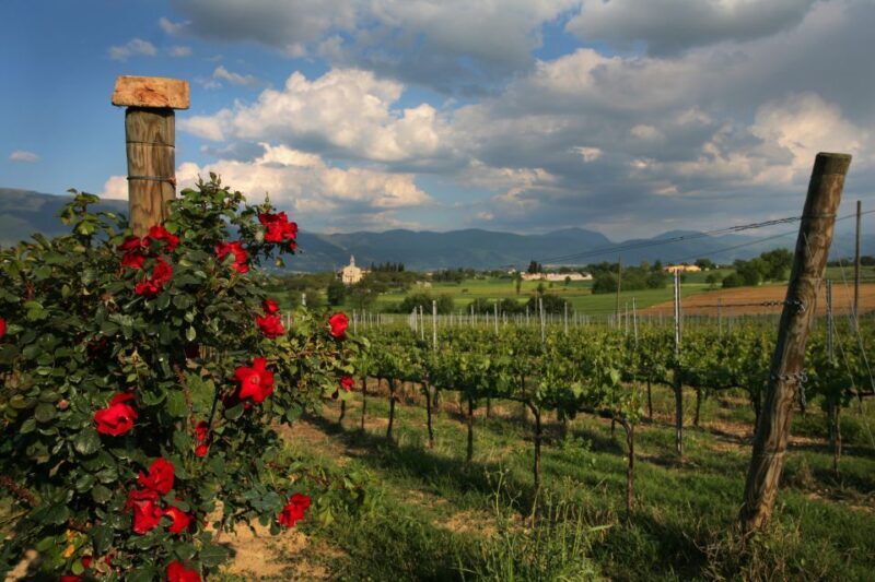 Montefalco: Winery and Vineyard Tour and Private Tasting - Customer Feedback and Ratings