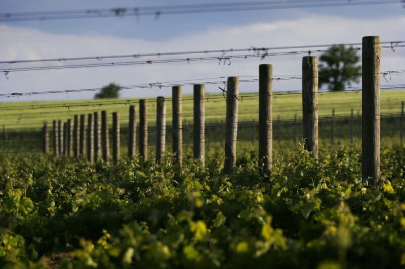 Montefalco: Winery and Vineyard Tour and Private Tasting - Accessibility and Group Experience