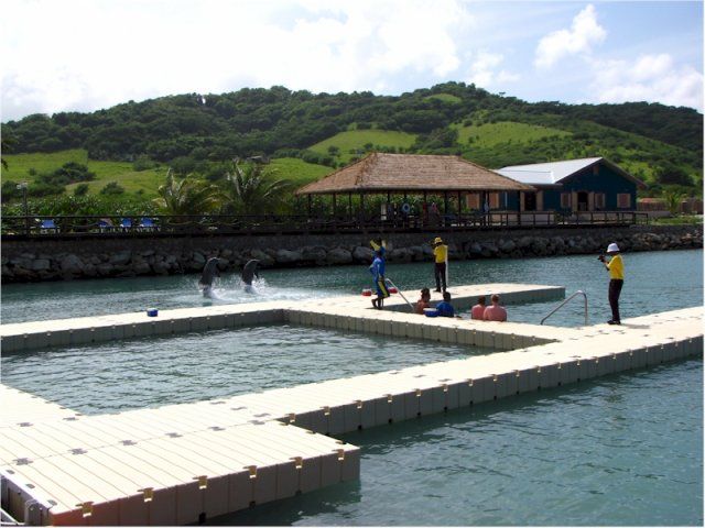 Montego Bay: Dolphin Cove Tickets - Marine Attraction Highlights