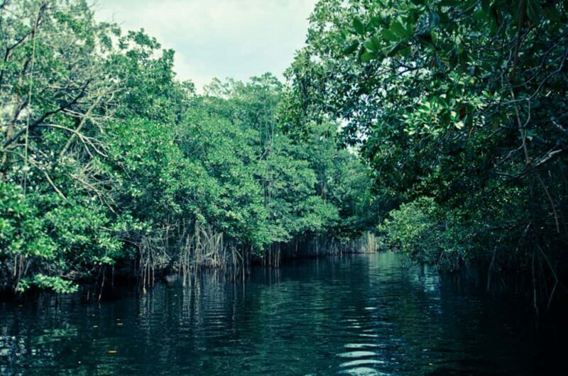 Montego Bay: Half-Day Black River Safari - The Details: What Truly Adds Value