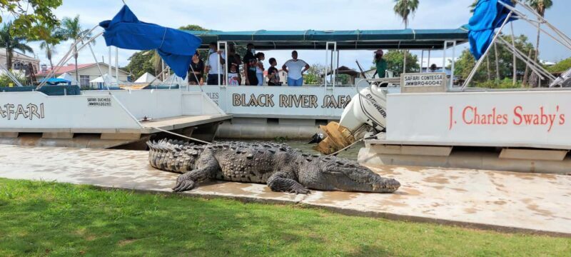 Montego Bay: Half-Day Black River Safari - The Sum Up: Who Will Love This Tour?
