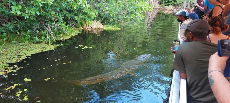 Montego Bay: Half-Day Black River Safari - FAQ