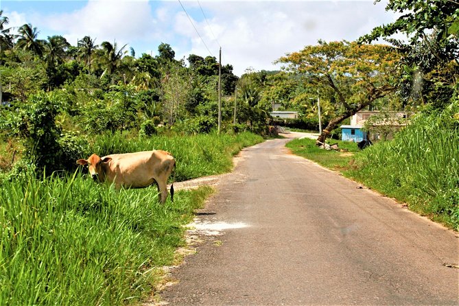 Montego Bay Highlights Heritage Tour From Montego Bay Hotels - Important Details