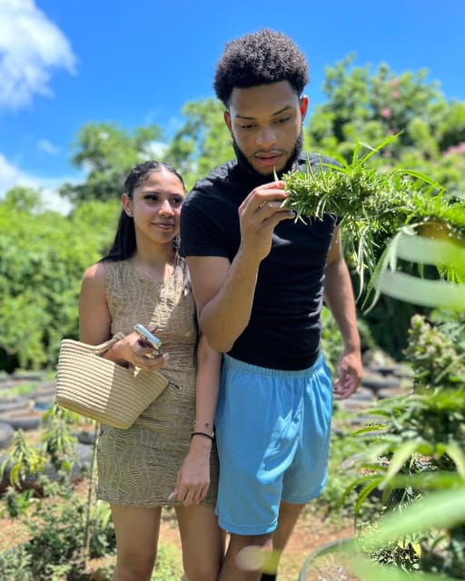Montego Bay Jet Ski and Marijuana Farm Private Tour - Marijuana Farm Insights