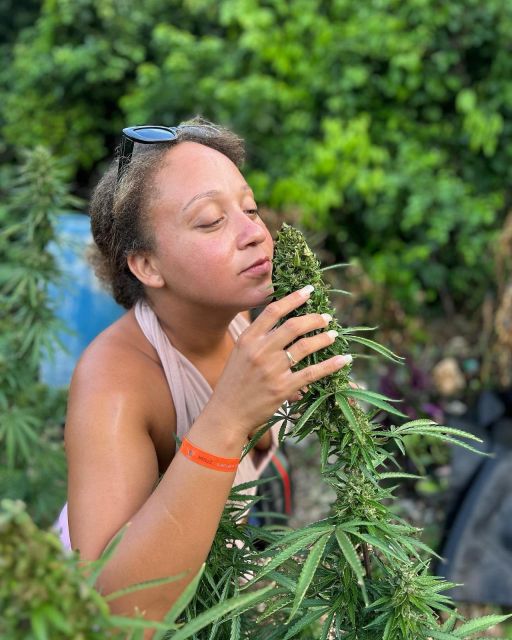Montego Bay: Marijuana Farm and Bird Sanctuary Tour - Key Points