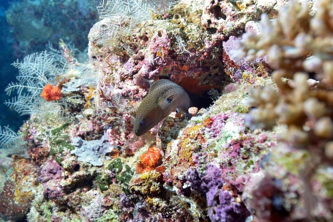 Montego Bay Shore Excursion: Private Snorkel Tour - About Your Stay