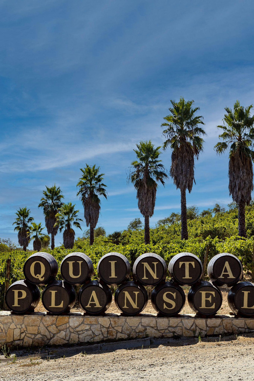 Montemor-o-Novo: Wine Tasting and Winery Tour - Curated Art Gallery Experience