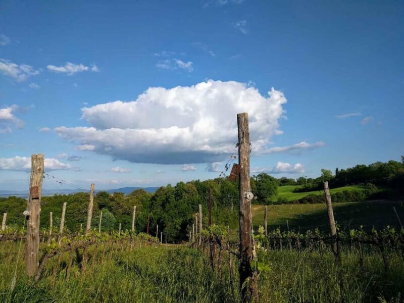 Montepulciano: Artisan Heroic Wine Tasting at the Terrace - Customer Reviews: What Guests Are Saying