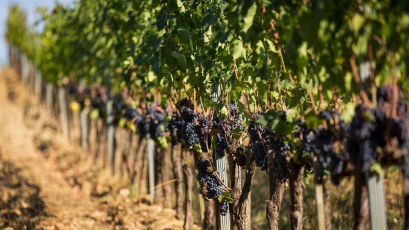 Montepulciano: Learn How To Taste Wine - Key Points