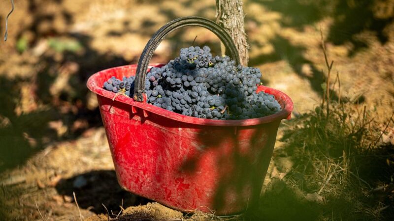 Montepulciano: Learn How To Taste Wine - Accessibility and Tour Guide