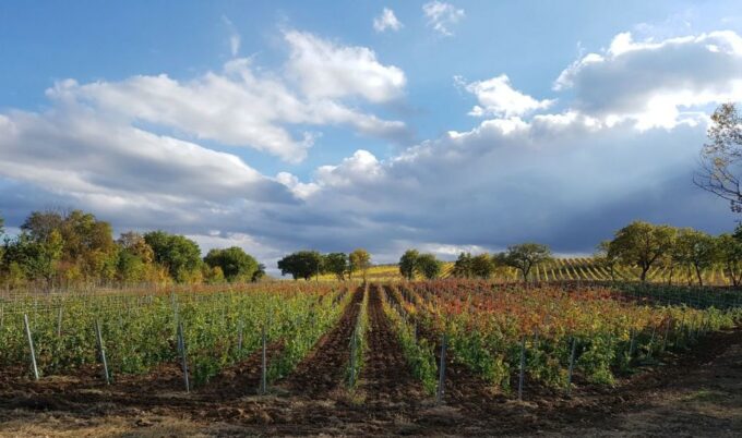 Montepulciano: Tuscan Winery Tour With Wine Tasting & Meal - Frequently Asked Questions