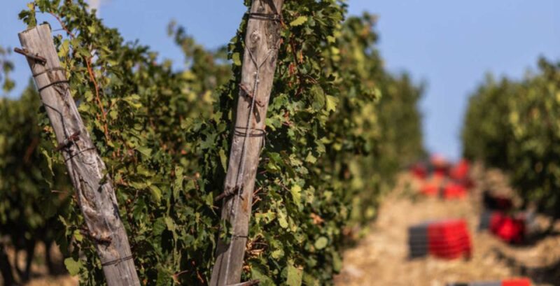 Montepulciano: Tuscan Winery Tours With Wine Tastings - Wineries and Tastings