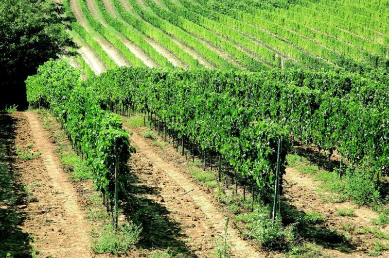 Montepulciano: Vino Nobile Wine Tour — Meet the Producers - Winery Visits and Tastings