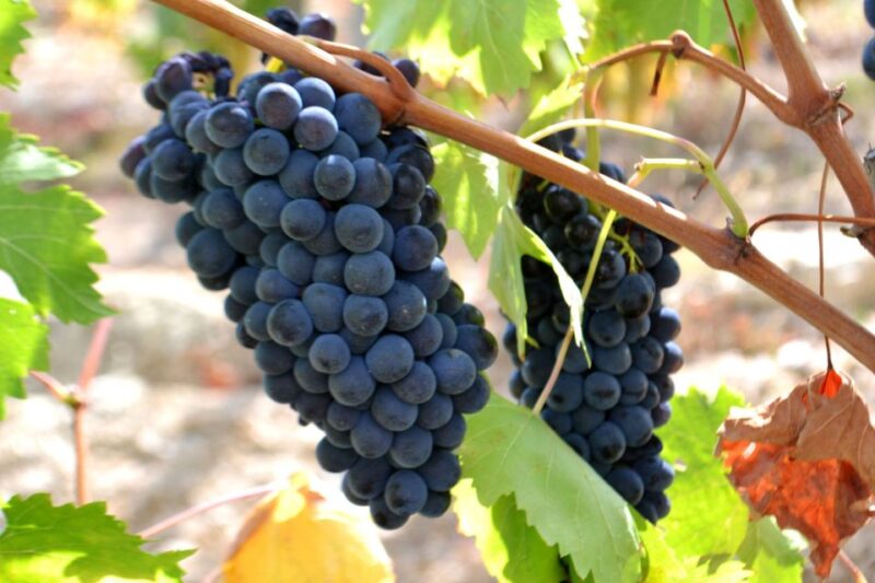 Montepulciano Wine & Cheese Tour With Lunch From Florence - Cancellation Policy
