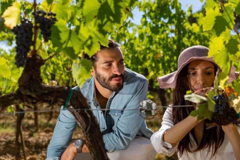 Montepulciano: Wine Tasting in the Tuscan Countryside - Accessibility Features for All Guests