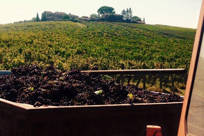 Montepulciano: Wine Tour and Tasting - Wine Tasting and Appreciation